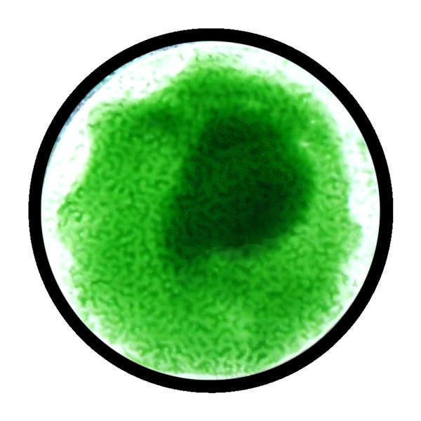 画像2: [ファレホ：ゲームカラー：スペシャルFX] グリーンラスト (2)